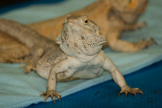 ERAS Bearded Dragon