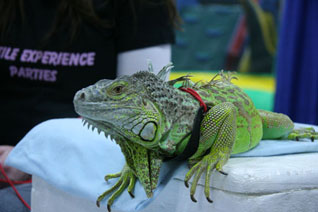 ERAS Iguanas
