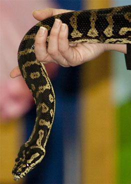 Python
