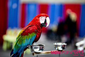 Meika's Safehouse Bird Rehabilitation & Re-homing Centre